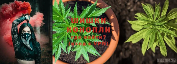 прущие грибы Гусиноозёрск